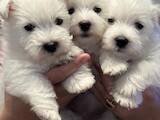 Собаки, щенки Вестхайленд уайт терьер, цена 48000 Грн., Фото