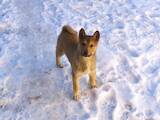 Собаки, щенки Западно-Сибирская лайка, цена 4000 Грн., Фото