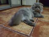 Кошки, котята Шотландская вислоухая, цена 100 Грн., Фото