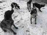 Собаки, щенки Разное, цена 3500 Грн., Фото