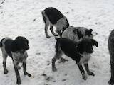 Собаки, щенята Різне, ціна 3500 Грн., Фото