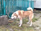 Собаки, щенки Западно-Сибирская лайка, цена 300 Грн., Фото