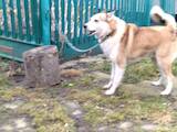Собаки, щенята Західно-Сибірська лайка, ціна 300 Грн., Фото