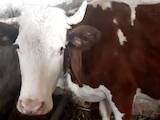 Животноводство,  Сельхоз животные Крупно-рогатый скот, цена 28000 Грн., Фото