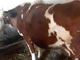 Животноводство,  Сельхоз животные Крупно-рогатый скот, цена 28000 Грн., Фото
