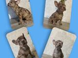 Собаки, щенята Французький бульдог, ціна 15000 Грн., Фото