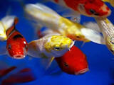 Рыбное хозяйство Рыба живая, мальки, цена 4000 Грн., Фото