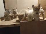 Собаки, щенки Западно-Сибирская лайка, цена 3500 Грн., Фото