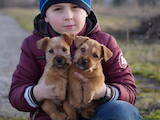 Собаки, щенки Норвичтерьер, цена 12000 Грн., Фото
