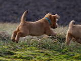 Собаки, щенята Норвічтерьер, ціна 12000 Грн., Фото