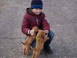 Собаки, щенки Норвичтерьер, цена 12000 Грн., Фото