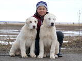 Собаки, щенята Середньоазіатська вівчарка, ціна 18000 Грн., Фото