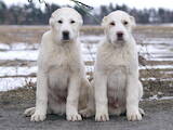Собаки, щенки Среднеазиатская овчарка, цена 18000 Грн., Фото