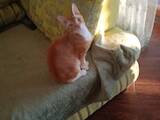 Кошки, котята Донской сфинкс, Фото