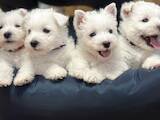 Собаки, щенята Вестхайленд уайт тер'єр, ціна 48000 Грн., Фото