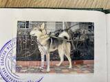 Собаки, щенята Західно-Сибірська лайка, ціна 200 Грн., Фото