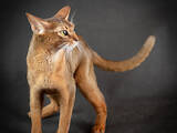 Кошки, котята Абиссинская, цена 3000 Грн., Фото