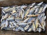 Рибне господарство Риба жива, мальки, ціна 120 Грн., Фото