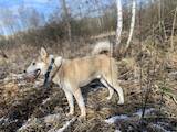 Собаки, щенята Західно-Сибірська лайка, ціна 400 Грн., Фото
