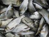 Продовольство Риба і рибопродукти, ціна 45 Грн./кг., Фото