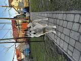 Собаки, щенята Західно-Сибірська лайка, ціна 4000 Грн., Фото
