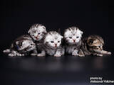 Кішки, кошенята Американська короткошерста, ціна 25000 Грн., Фото