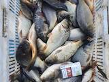 Рыбное хозяйство Рыба живая, мальки, цена 85 Грн., Фото