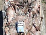Рибне господарство Риба жива, мальки, ціна 50 Грн., Фото