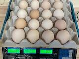 Продовольство Яйця, ціна 4.20 Грн., Фото