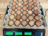 Продовольство Яйця, ціна 4.20 Грн., Фото