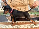 Собаки, щенята Карликовий пінчер, ціна 20000 Грн., Фото