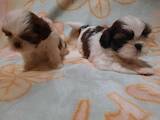 Собаки, щенки Ши-тцу, цена 10000 Грн., Фото