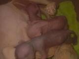 Кошки, котята Донской сфинкс, цена 2000 Грн., Фото