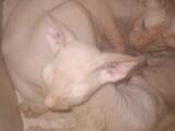 Кішки, кошенята Донський сфінкс, ціна 2000 Грн., Фото