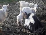 Животноводство,  Сельхоз животные Козы, цена 1500 Грн., Фото