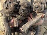 Собаки, щенки Кане Корсо, цена 10000 Грн., Фото