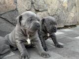 Собаки, щенки Кане Корсо, цена 10000 Грн., Фото