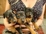 Собаки, щенята Карликовий пінчер, ціна 12000 Грн., Фото