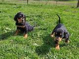 Собаки, щенки Бигль, цена 7500 Грн., Фото