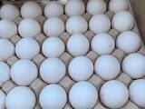 Продовольствие Яйца, цена 4 Грн., Фото