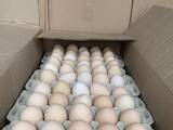 Продовольствие Яйца, цена 4 Грн., Фото