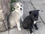 Собаки, щенки Западно-Сибирская лайка, цена 500 Грн., Фото