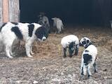 Тваринництво,  Сільгосп тварини Барани, вівці, ціна 150 Грн., Фото