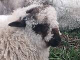 Тваринництво,  Сільгосп тварини Барани, вівці, ціна 150 Грн., Фото
