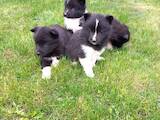 Собаки, щенки Русско-Европейская лайка, цена 2000 Грн., Фото