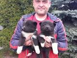 Собаки, щенята Російсько-Європейська лайка, ціна 2000 Грн., Фото