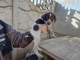 Собаки, щенята Німецька жорсткошерста лягава, ціна 2500 Грн., Фото