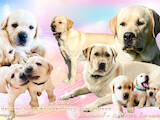 Собаки, щенки Лабрадор ретривер, цена 20000 Грн., Фото