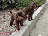 Собаки, щенята Той-пудель, ціна 800 Грн., Фото
