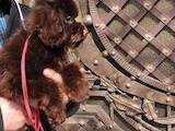 Собаки, щенята Той-пудель, ціна 800 Грн., Фото